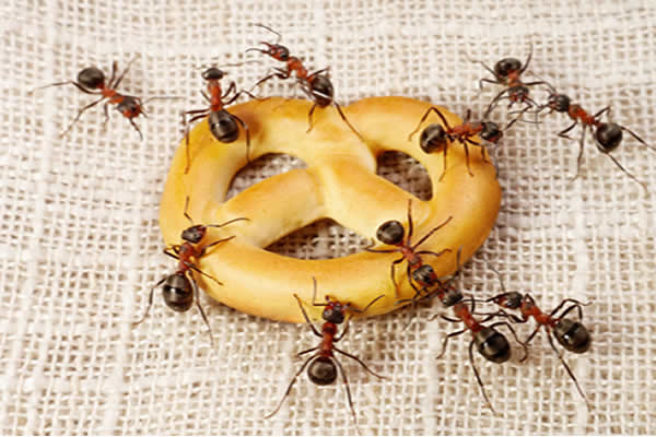 Como manter as formigas longe da cozinha?