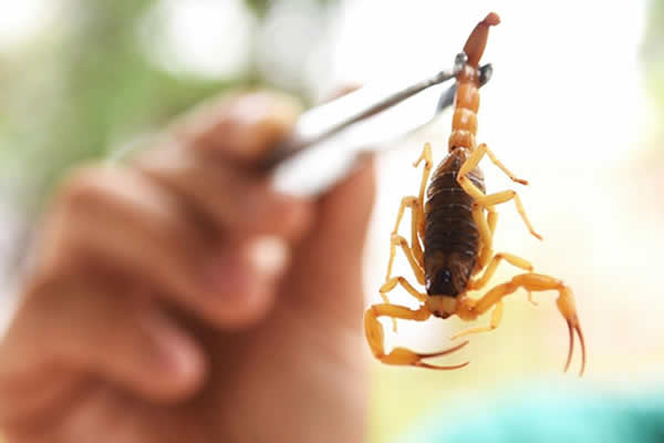 O que atraí os escorpiões para a nossa casa?